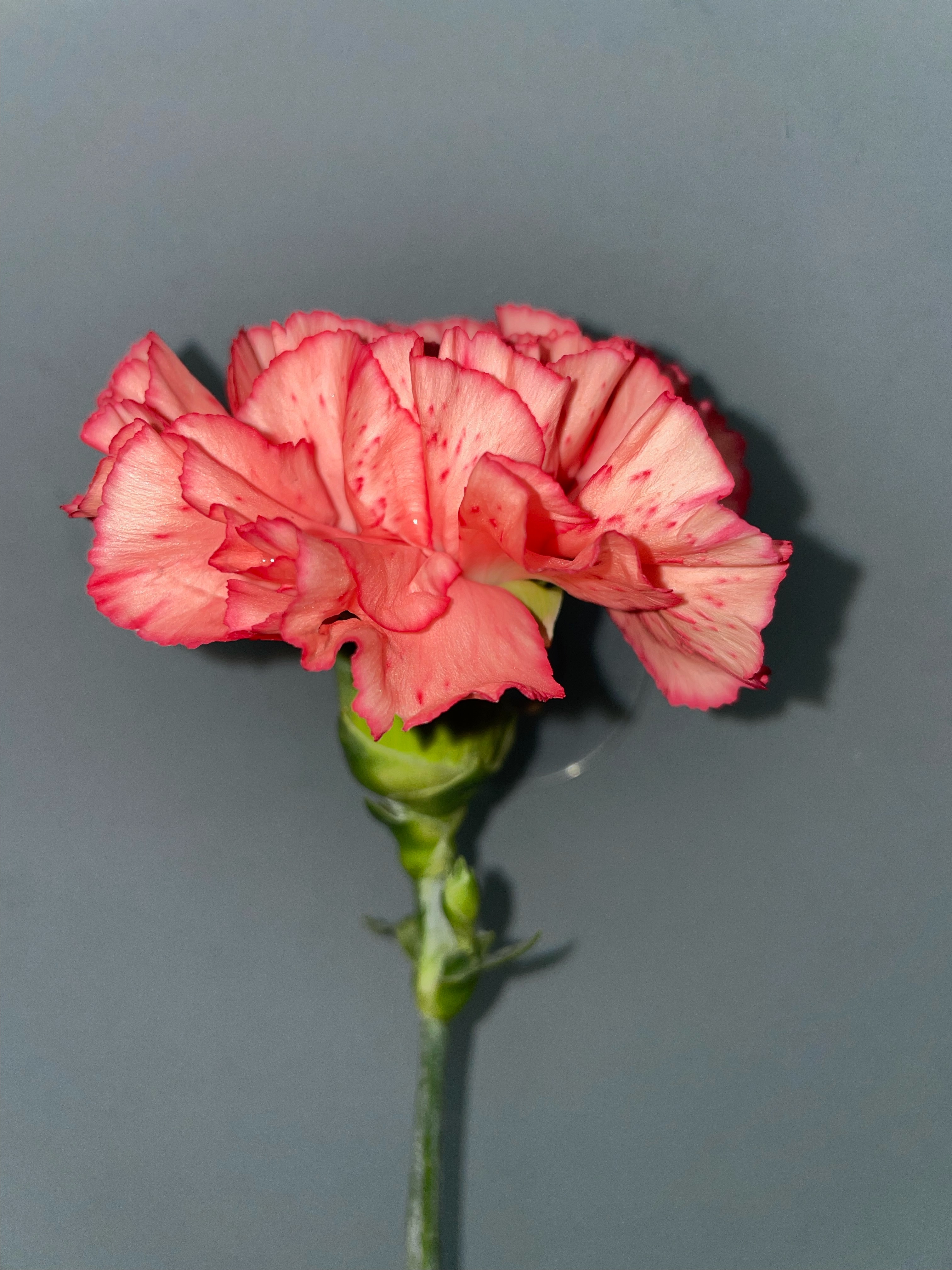 Orange Carnation